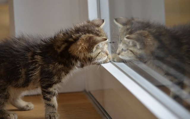 Gattino riflesso nel vetro di una porta. Quiz Luce.