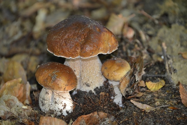 Tre funghi di grandezze diverse, foglie, marrone.