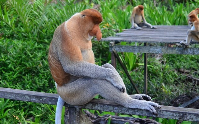 Scimmia del Borneo, Nasica, scimmia proboscide. Arancione.