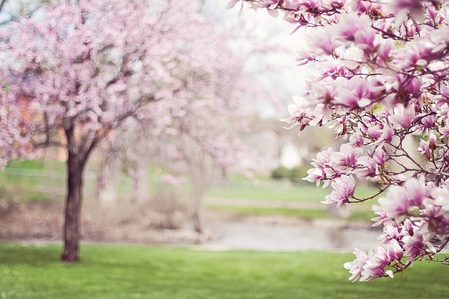 Alberi di magnolia in primavera, fiori, rosa, maggio, giardino.
