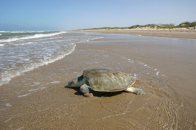 Oceano Atlantico, tartaruga marina sulla spiaggia.