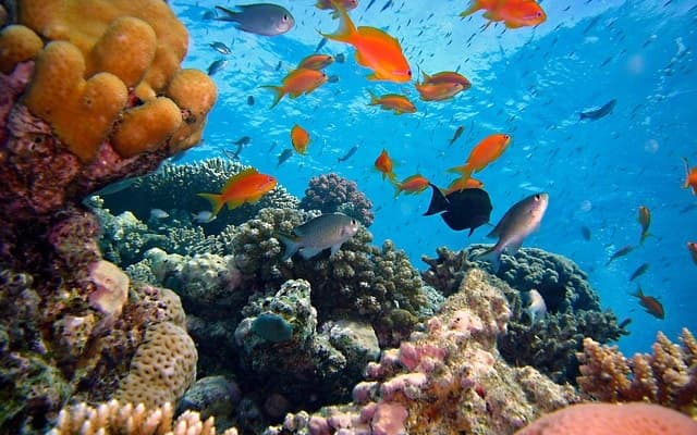 Barriera corallina, pesci, coralli, mare.