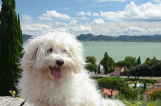 Cane bianco, paesaggio vede, lago.