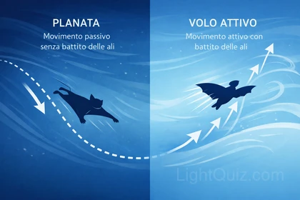 Differenza tra planata e volo attivo nei mammiferi: movimento passivo e volo con battito delle ali.