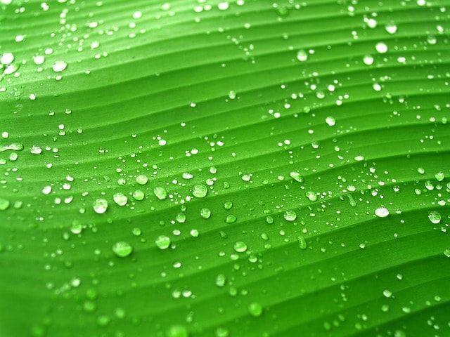 Foglia verde con molte gocce d'acqua, rugiada, pioggia.