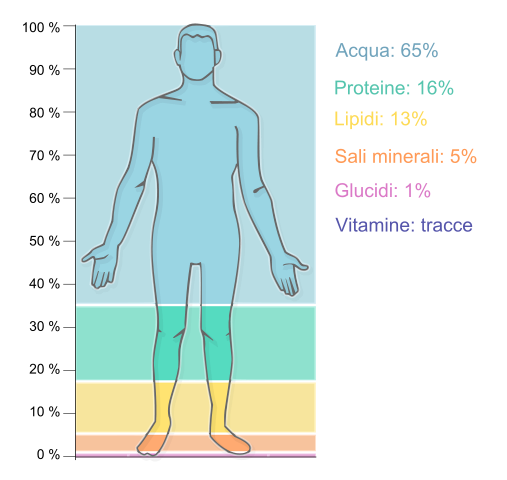 La percentuale di acqua, proteine, grassi, sali minerali, carboidrati e vitamine presenti nell'organismo.