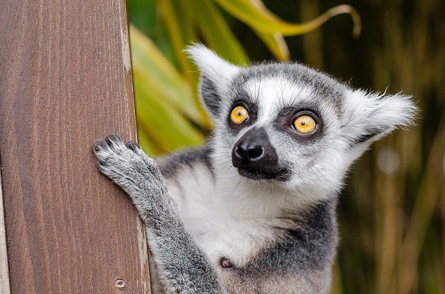 Lemure, occhi.