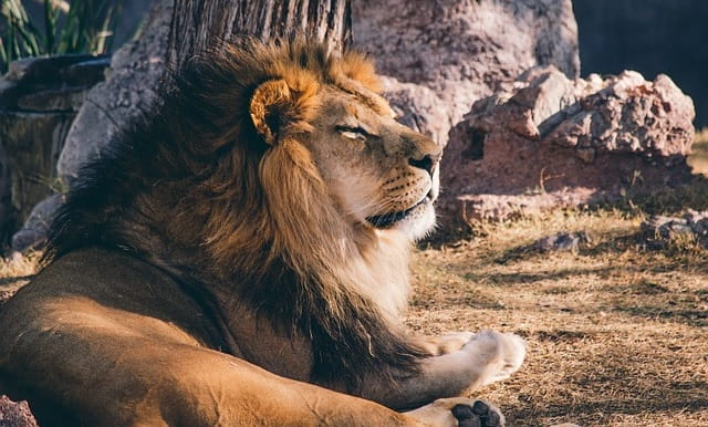 Un leone che sta riposando al sole, africa, predatore.