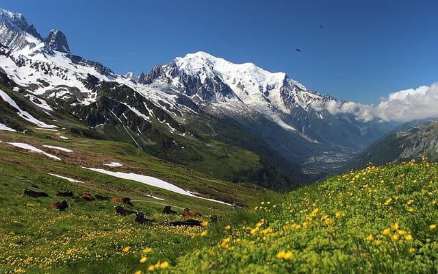 Monte Bianco innevato, prato verde con mucche, fiori, villaggio.