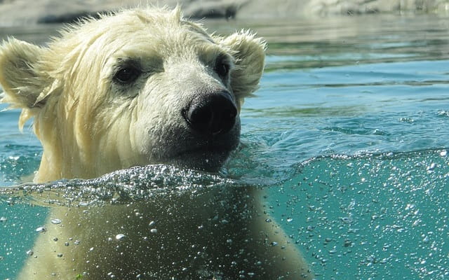 Orso polare in acqua. Quiz Idrosfera.