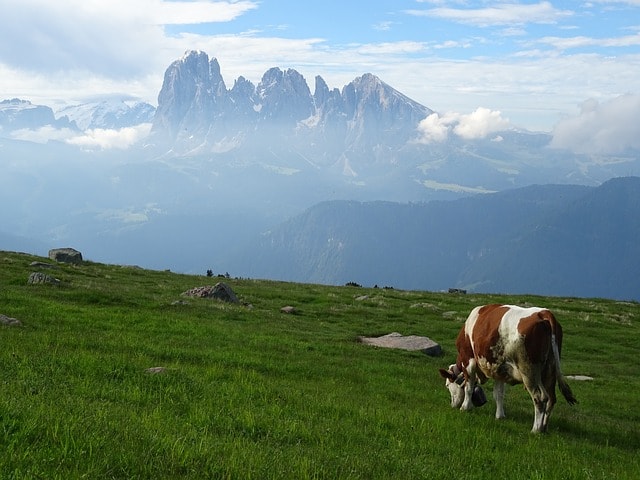 Panoramica Dolomiti, mucca, erba verde.