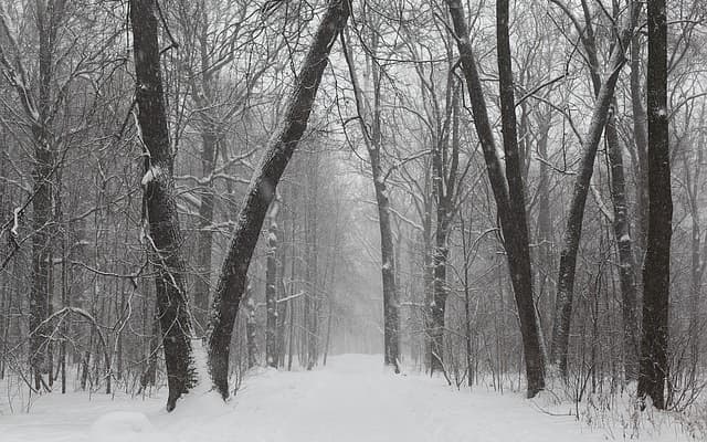 Parco russo d'inverno, neve, alberi, freddo