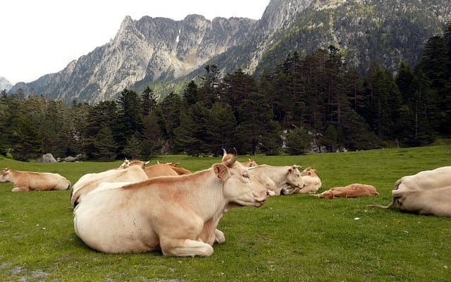 Pirenei, alberi, prato verde con mucche.